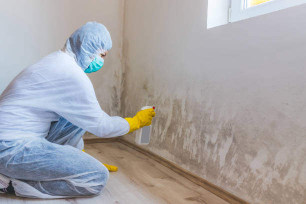 Mold Remediation specialist working in Melrose Park